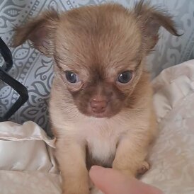 Chihuahua - Both