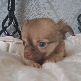 Chihuahua - Both