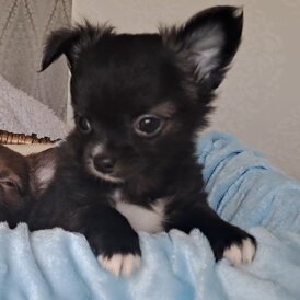 Chihuahua - Both