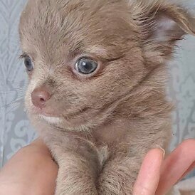 Chihuahua - Both