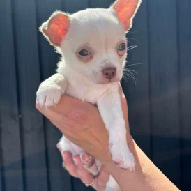 Chihuahua - Dogs