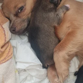 Chihuahua - Both