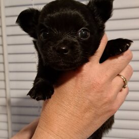 Chihuahua - Both