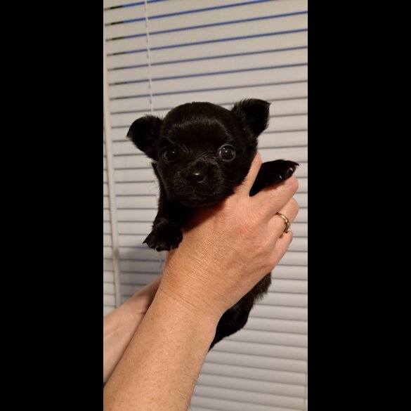 Chihuahua - Both
