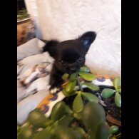 Chihuahua - Both