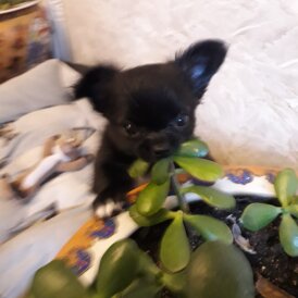 Chihuahua - Both