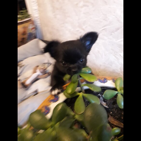 Chihuahua - Both