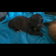 Chihuahua - Both