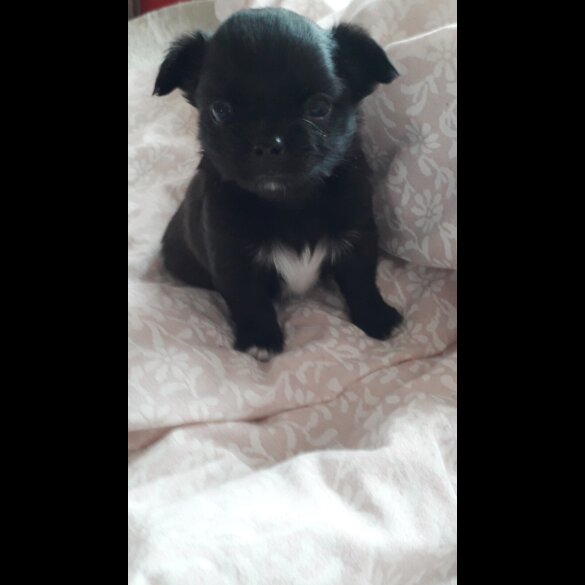 Chihuahua - Both