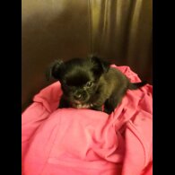 Chihuahua - Both