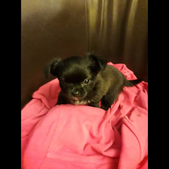 Chihuahua - Both