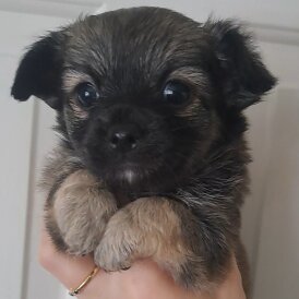 Chihuahua - Both