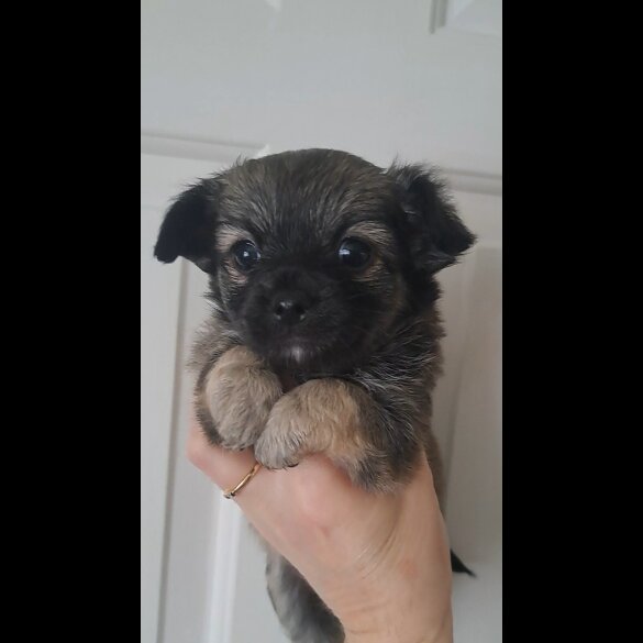 Chihuahua - Both