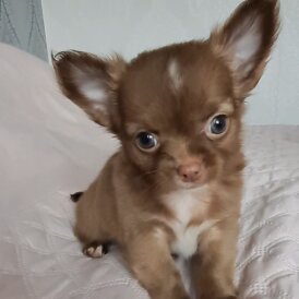 Chihuahua - Both