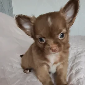 Chihuahua - Both
