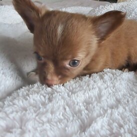 Chihuahua - Both