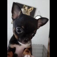 Chihuahua - Bitches