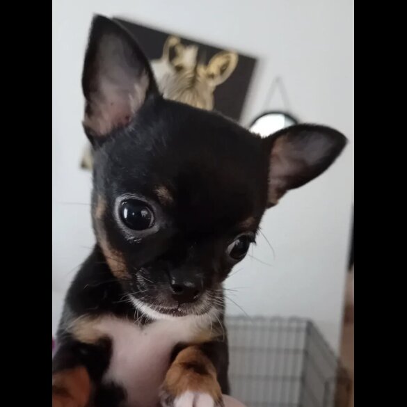 Chihuahua - Bitches
