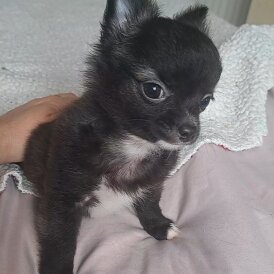 Chihuahua - Both
