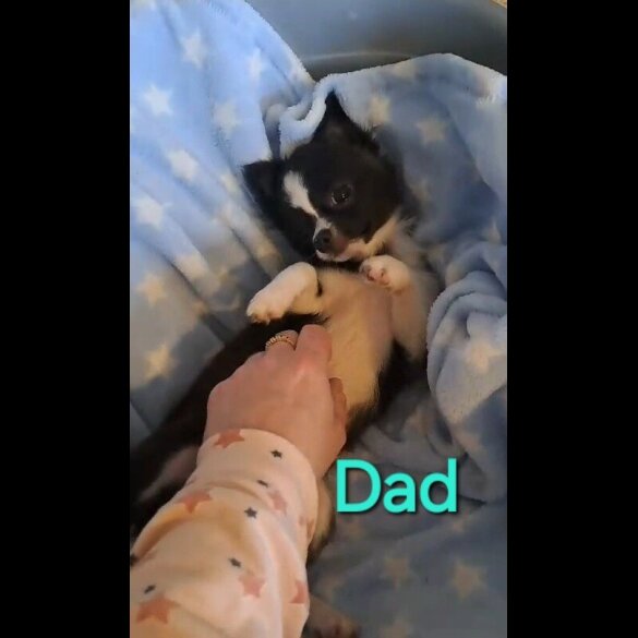 Chihuahua - Both