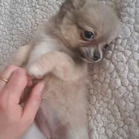 Chihuahua - Both