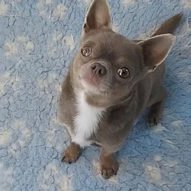 Chihuahua