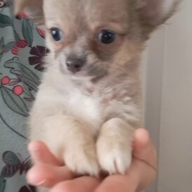 Chihuahua - Both