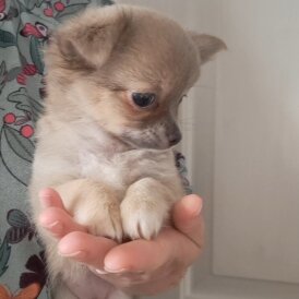 Chihuahua - Both
