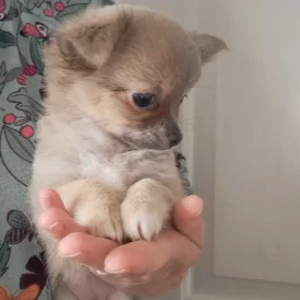 Chihuahua - Both