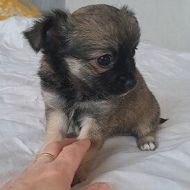 Chihuahua - Both