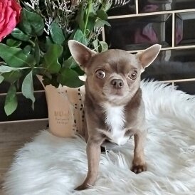 Chihuahua