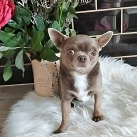 Chihuahua