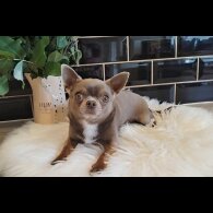 Chihuahua
