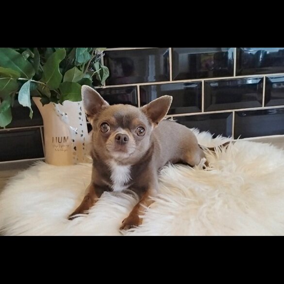 Chihuahua