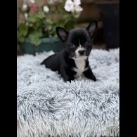 Chihuahua - Dogs