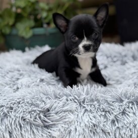 Chihuahua - Dogs