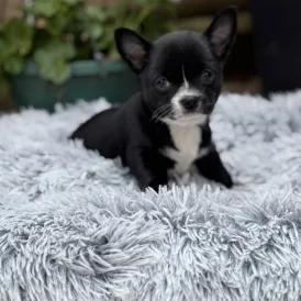 Chihuahua - Dogs