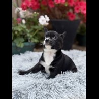 Chihuahua - Dogs