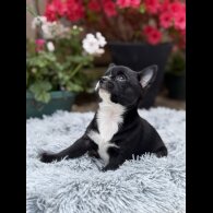 Chihuahua - Dogs