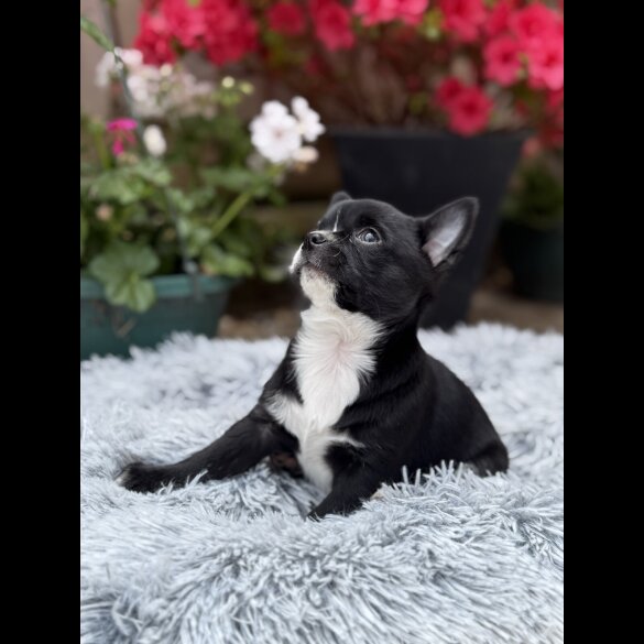 Chihuahua - Dogs