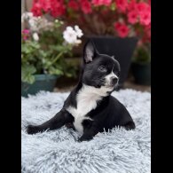 Chihuahua - Dogs