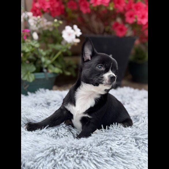 Chihuahua - Dogs