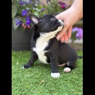 Chihuahua - Dogs