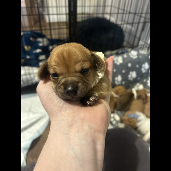 Chiweenie - Both