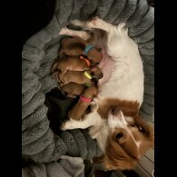 Chiweenie - Both