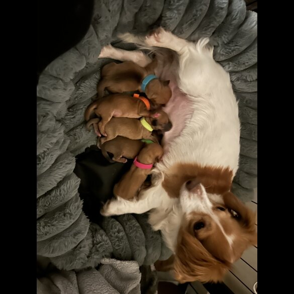 Chiweenie - Both