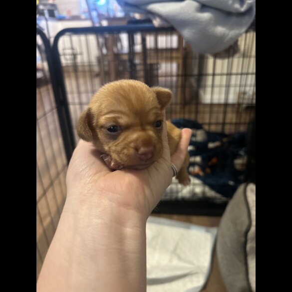 Chiweenie - Both