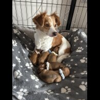 Chiweenie - Both