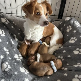 Chiweenie - Both