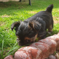 Chorkie - Bitches